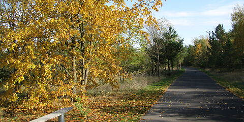 Vom Bäumen mit bunten Blättern umgebener Radweg am Klinger See