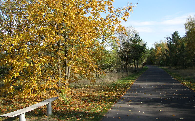 Vom Bäumen mit bunten Blättern umgebener Radweg am Klinger See