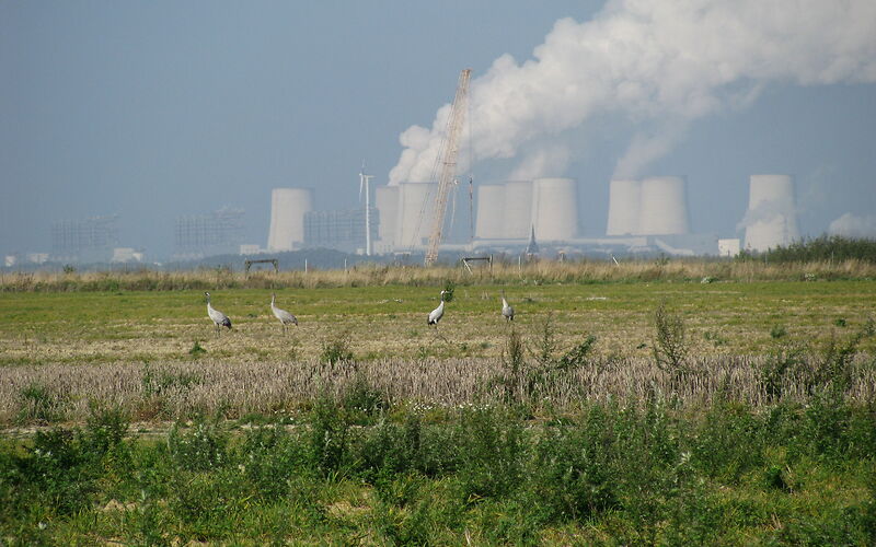 4 Kraniche auf dem Feld, im Hintergrund das Kraftwerk Jänschwalde und ein Baugerät zur Falldruckverdichtung