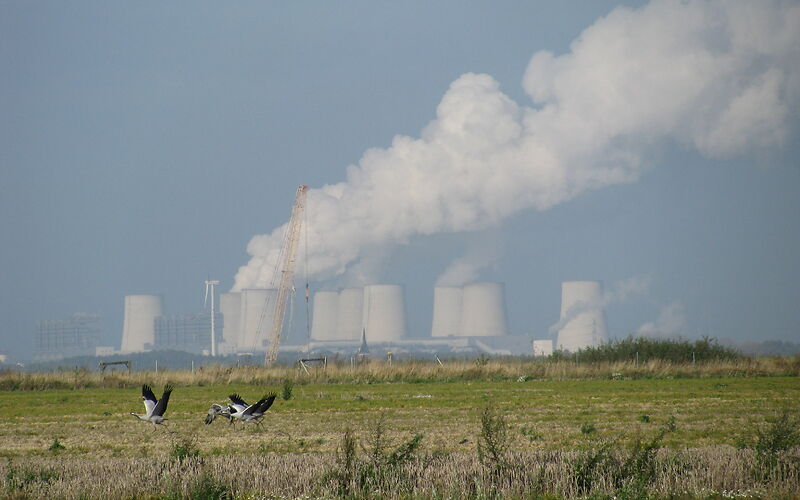 3 Kraniche beim Flugstart auf dem Feld, im Hintergrund das Kraftwerk Jänschwalde und ein Baugerät zur Falldruckverdichtung