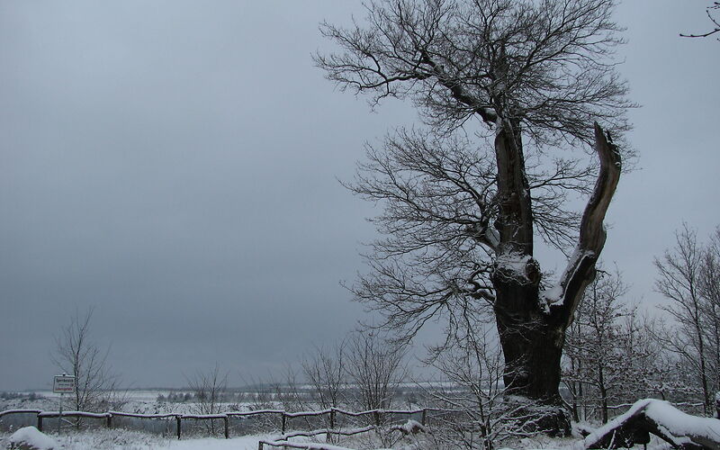 Ein sehr großer blätterloser Baum, aus dessen Stamm ein weiterer Stamm seitlich wächst, steht in einer eingeschneiten Landschaft. Durch Holzbalken an den Seiten ist ein Weg durch die Landschaft gekennzeichnet.