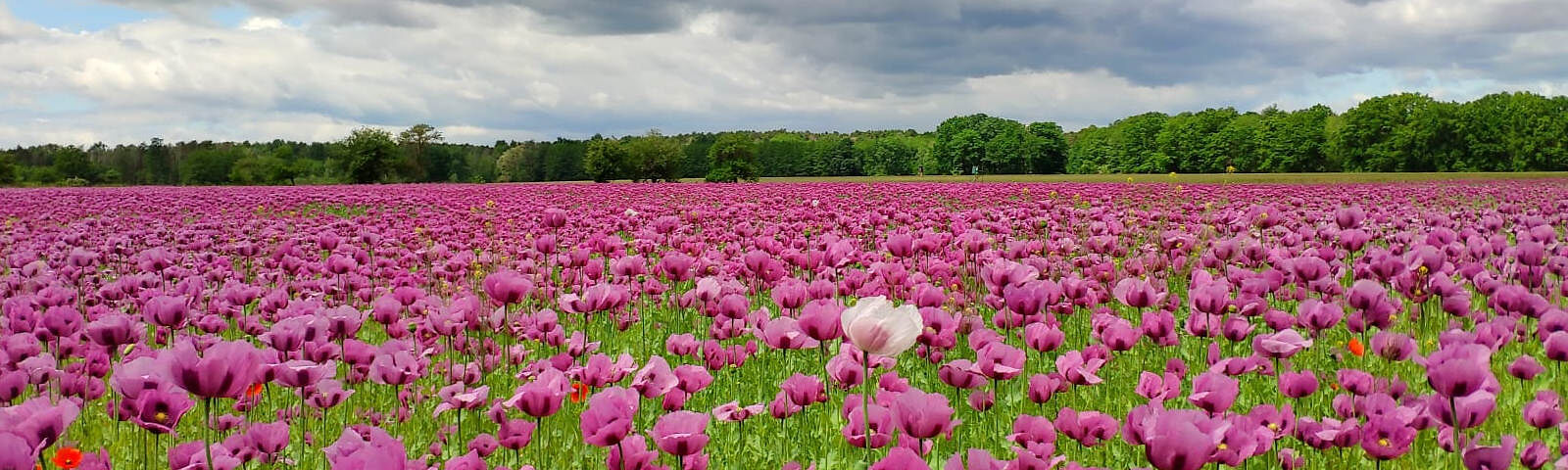 Zu sehen ist ein blühendes Mohnblumenfeld, oberhalb ein wolkenbezogener Himmel.