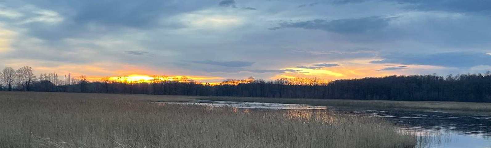 Ein Teich, der nur noch sehr wenig Wasser hat und großflächig mit Schilf bewachsen ist. Im Hintergrund stehen Bäume in einer Reihe am Horizont. Der Himmel ist bewölkt und hinter den Bäumen ist der Himmel durch den Sonnaufgang gelb.