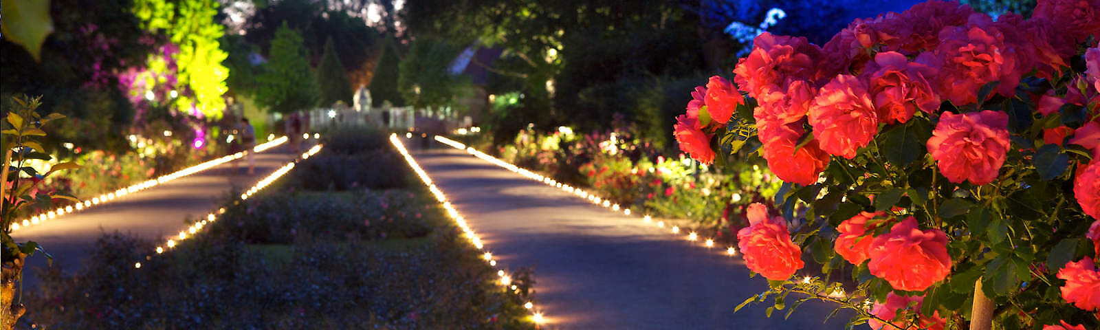 Romantischer Blick in den Rosengarten. es ist dunkel und der Garten mit seinen Bäumen und Pflanzen ist farbig angestrahlt. Mm Vorfergrund ist ein pinkfarbener Rosenstrauch zu sehen.