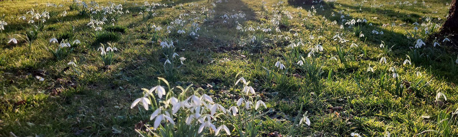 Auf einer grünen Wiese blühen viele Schneeglöckchen. Die Sonne scheint und wirft die Schatten der Bäume auf die Wiese. 