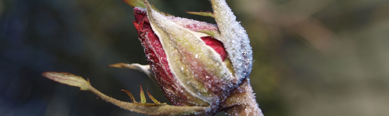 Ostdeutscher Rosengarten im Winterschlaf, vereiste rote Rosenknospe